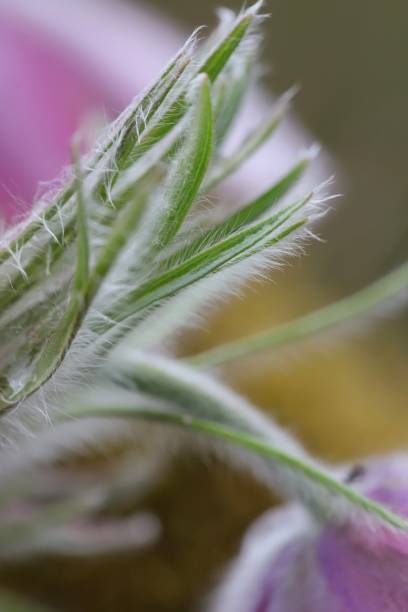 cerca de unas hojas de flores rosas pasque. - 7653 fotografías e imágenes de stock