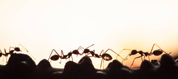 eine kolonie von green ameisen, die ein gespräch in einer rebe führen. - 2234 stock-fotos und bilder