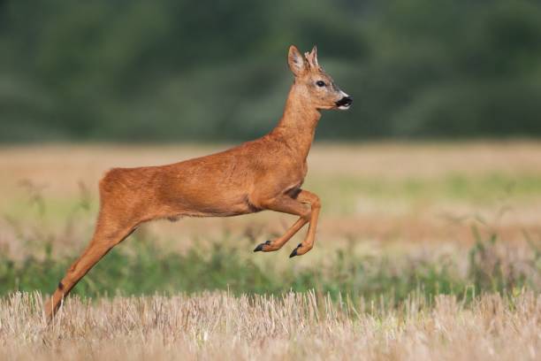 istock Roe deer buck running on a harvest field in summer 1147101954
