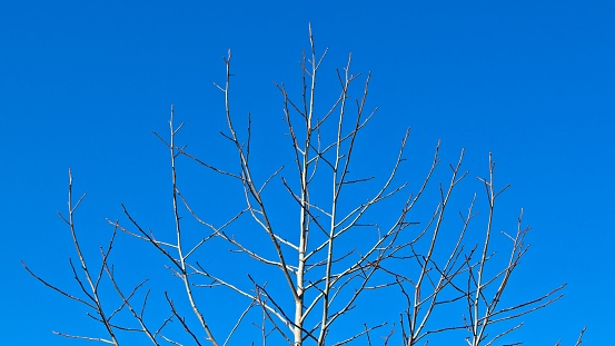 A tree with no leaves. Winter season background image.