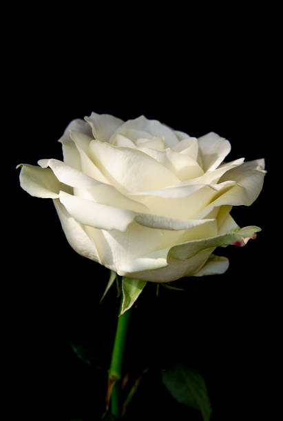 istock Blooming bud of white rose on dark background 1147102206