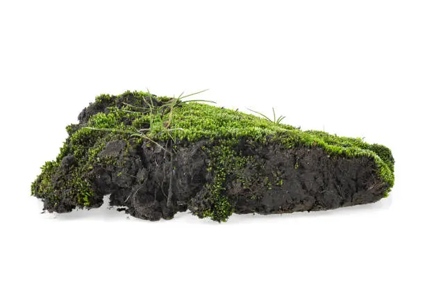Moss on pile of dirt isolated on a white background