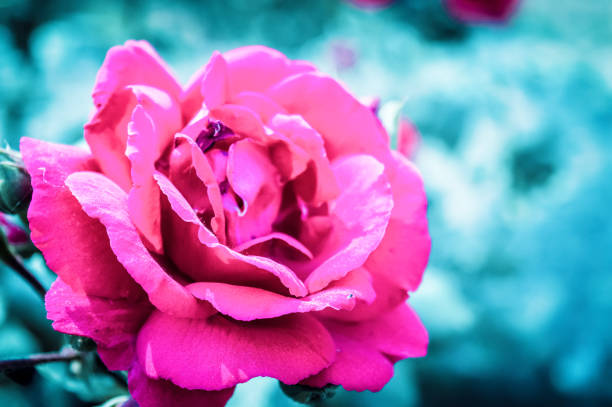 eine wilde rosenart im garten. (rosa rubiginosa) eine mehrjährige blühende zierpflanze, die eine große, auffällige rote farbe mit scharfen prickeln in der familie rosaceae wachsen, um schönheit und duft zu erhalten. - wildflower lush foliage outdoors campanula stock-fotos und bilder