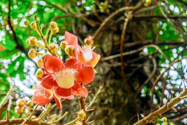 istock Fire Lily or Glory Lily (Gloriosa superba) called flame, climbing or creeping lily or tiger claw. The species is tender, tuberous rooted deciduous perennial herb grow from fleshy poisonous rhizome. 1147103500