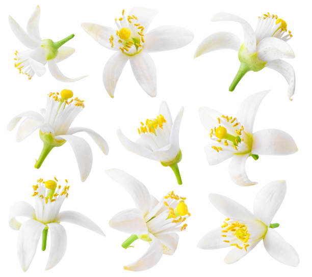 Isolated orange flowers Isolated orange flowers. Collection of orange tree blossoms isolated on white background with clipping path orange blossom images stock pictures, royalty-free photos & images