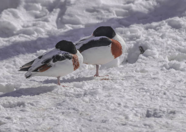 zwykłe shelducks - shelduck anseriformes duck goose zdjęcia i obrazy z banku zdjęć