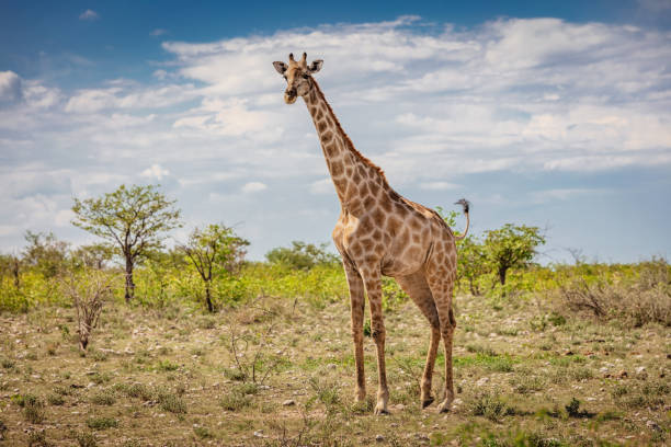 parc national d’etosha girafe dans la réserve de faune, namibie - parc national detosha photos et images de collection
