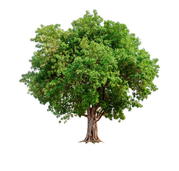 single tree with clipping path and alpha channel isolated single tree on white background deciduous tree stock pictures, royalty-free photos & images