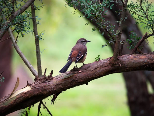 istock White-banded mockingbird (Mimus triurus) in Cordoba 1147109881