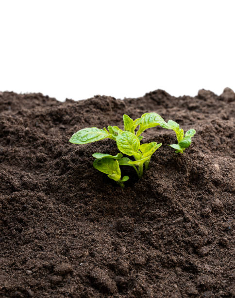 istock Potato sprouts in soil isolated on white 1147111056