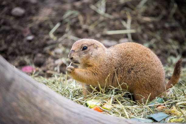 istock Prairie Dog in the Zoo, summer time 1147111242