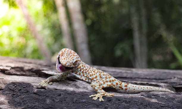 istock Tokay gecko clings into a tree on green blurred background 1147111320