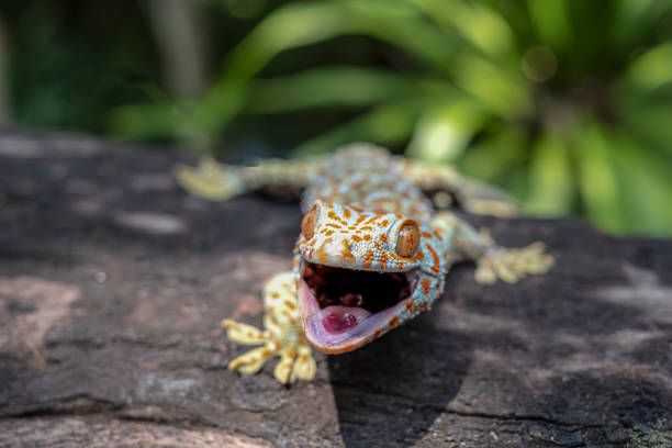 istock Tokay gecko clings into a tree on green blurred background 1147111324