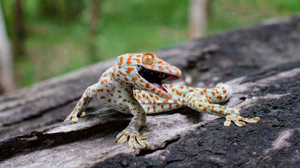 istock Tokay gecko clings into a tree on green blurred background 1147111341