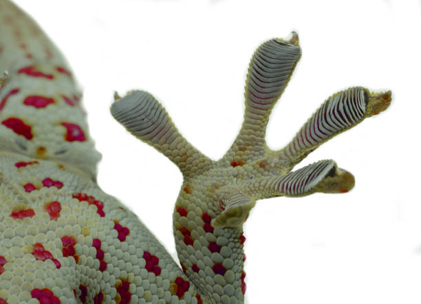 istock Close up Gecko leg and fingers on white background 1147111344