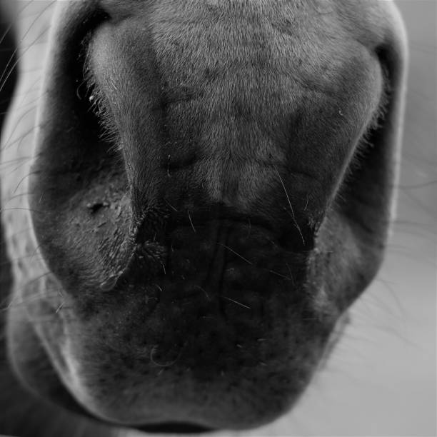 istock Horse nose in black and white 1147111355