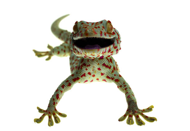 istock Close up smile gecko on white background 1147111375