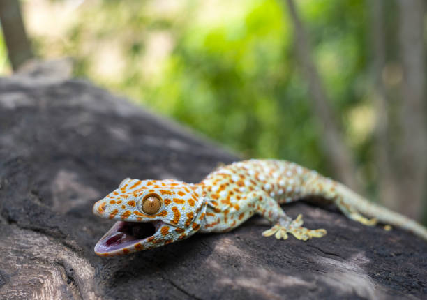 istock Tokay gecko clings into a tree on green blurred background 1147111377