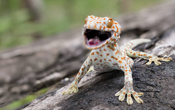 istock Tokay gecko clings into a tree on green blurred background 1147111405