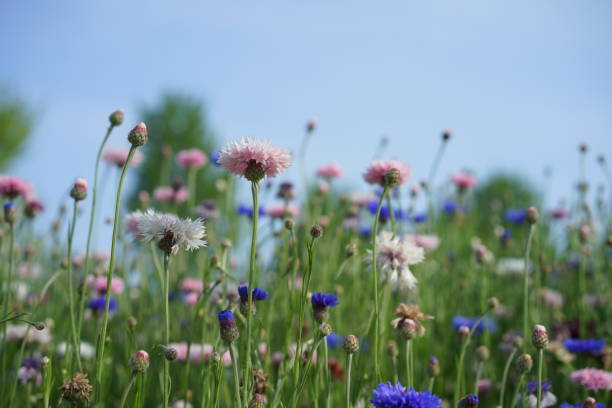 istock Many flowers at Ushiku 1147111529