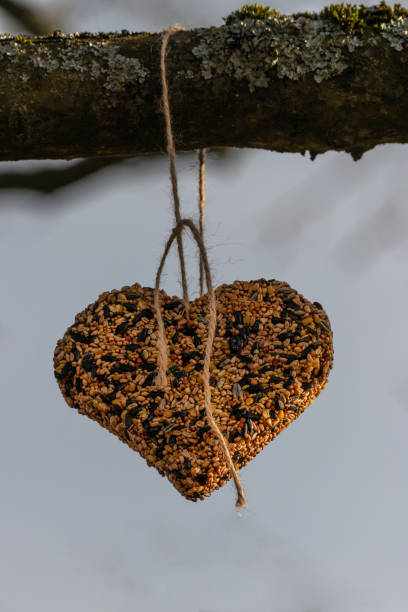 Heart from bird food to a branch