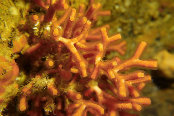 istock It's not a coral, it is a false coral 1147114098