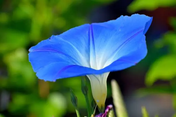 Beautiful vibrant blue flower in garden area background