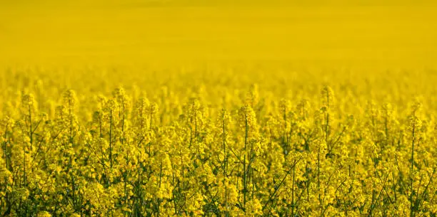 Canola Flower Background