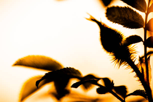 Rose plant with backlight