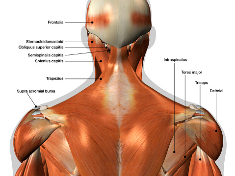 Labeled human anatomy diagram of man's neck and back muscles from a posterior view on a white background.