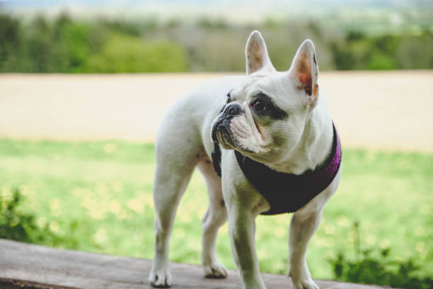 istock French Bulldog standing on a wooden bench 1147115910