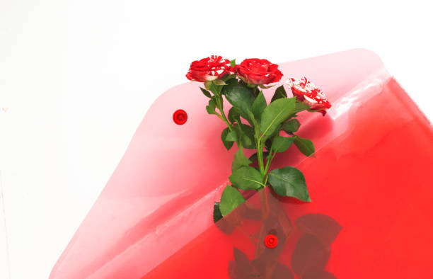 istock gift pink roses in red envelope on white background 1147117145