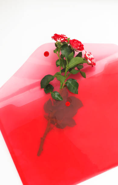 pink roses in a red envelope on a white background
