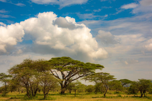 istock Acacia In The Savanah 1147117478