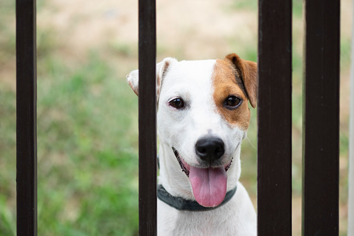 Jack russell dog behind metal fence.