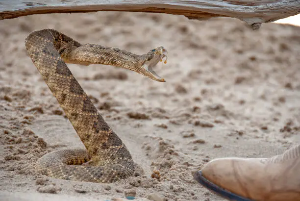 coiled angry rattlesnake in sand by toe of leather boot