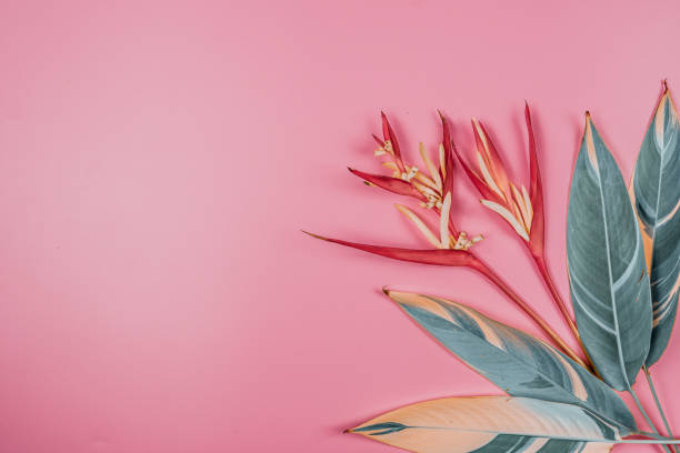 istock web banner tropical flowers and summer concept from colorful flat lay and web banner design from heliconia with beauty leaf on pink vintage background 1147120292