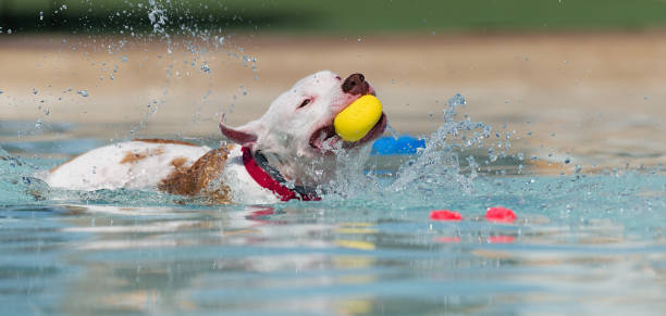 istock A pitbull swimming at a local pool 1147120801