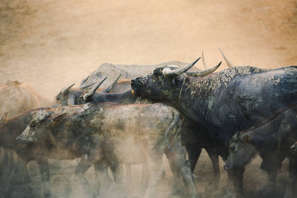 istock Group of Thai buffalo running 1147120941