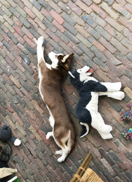 istock Husky dog with toy friend 1147121797