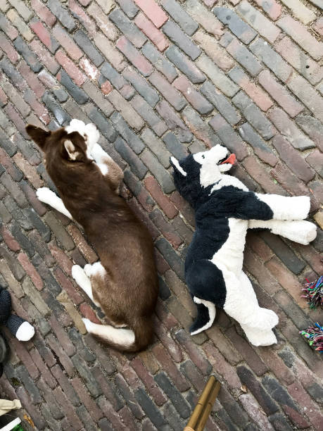 istock Husky dog with toy friend 1147121812