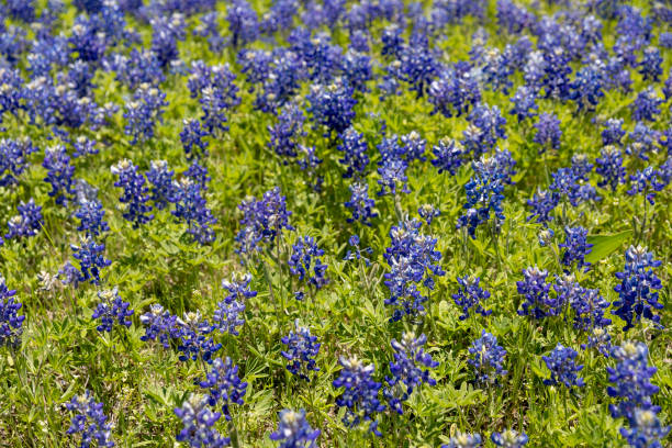 istock Field of Bluebonnets Growing 1147121911