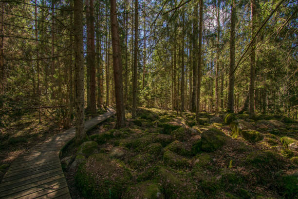 istock dark mysterious spruce tree forest with rocks and moss 1147122033