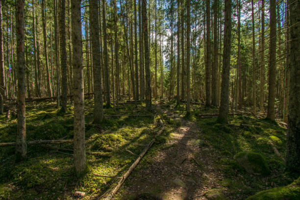 istock dark mysterious spruce tree forest with rocks and moss 1147122126