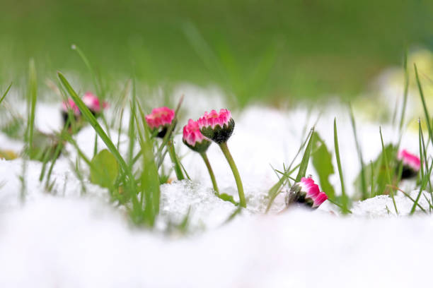 Daisies in the snow. Snowfall in spring Daisies in the snow. Snowfall in spring snow flowers stock pictures, royalty-free photos & images