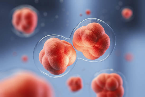 microscopic of Human cells. microscopic of Human cells, 3d rendering. mitosis stock pictures, royalty-free photos & images