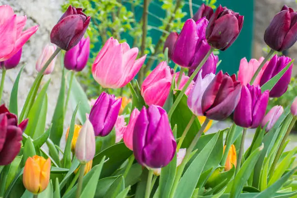 Photo of Multicoloured tulip flowers growing on flower bed in UK garden.