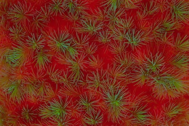 istock Defocused branches of a Christmas tree or fir, fluffy branches, layout, texture. The concept of the new year, Christmas. Background for Christmas or New Year cards. Top view, toned. 1147123625