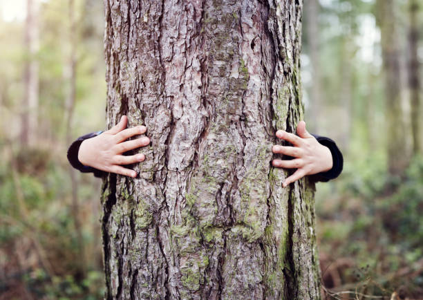 przytulanie drzewa, miłość natura - rodzinne drzewo zdjęcia i obrazy z banku zdjęć