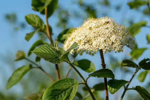 Blooms of Wayfaring-tree (Viburnum lantana)  and green leaves in front of a blue sky, Germany